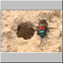 Hedychrum nobile - Sand-Goldwespe 09b bei Cerceris arenaria.jpg